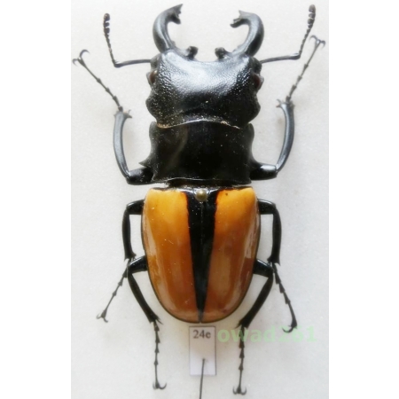 Odontolabis ludekingi (Vollenhoven, 1861) 60mm Indonesia, Sumatra Is24e
